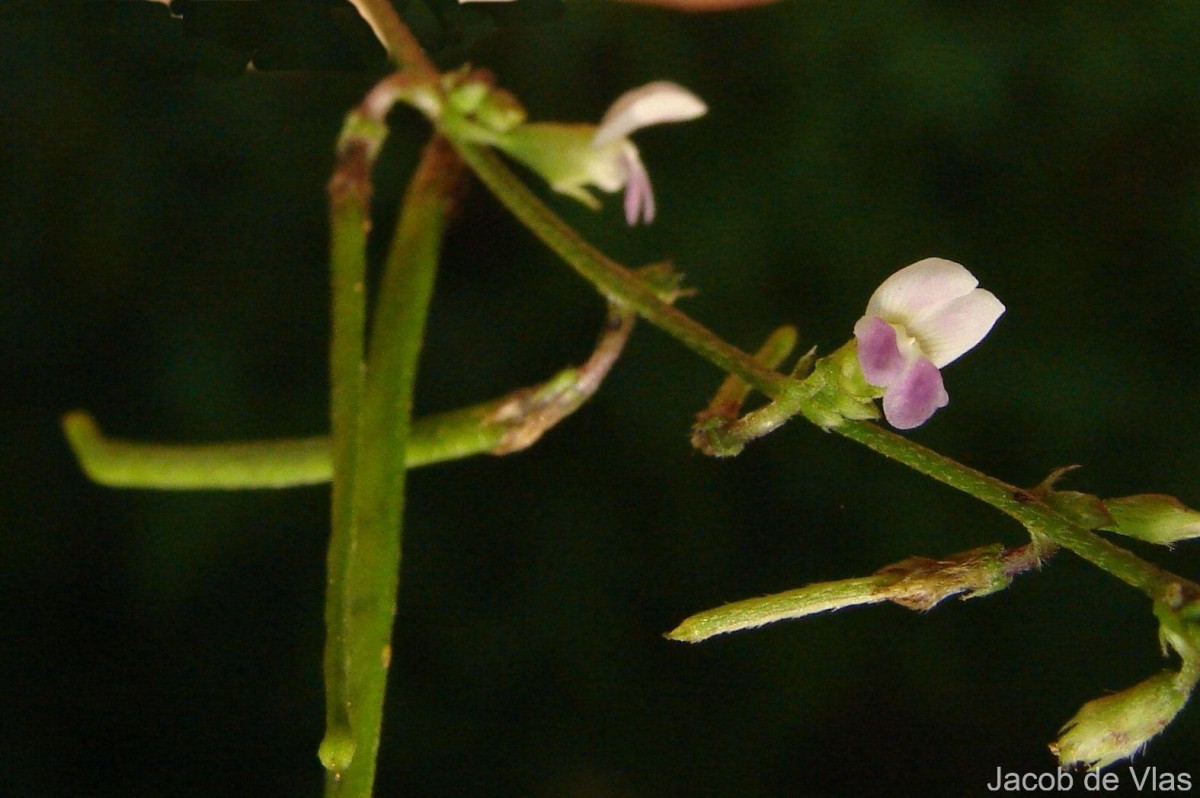 Teramnus labialis (L.f.) Spreng.